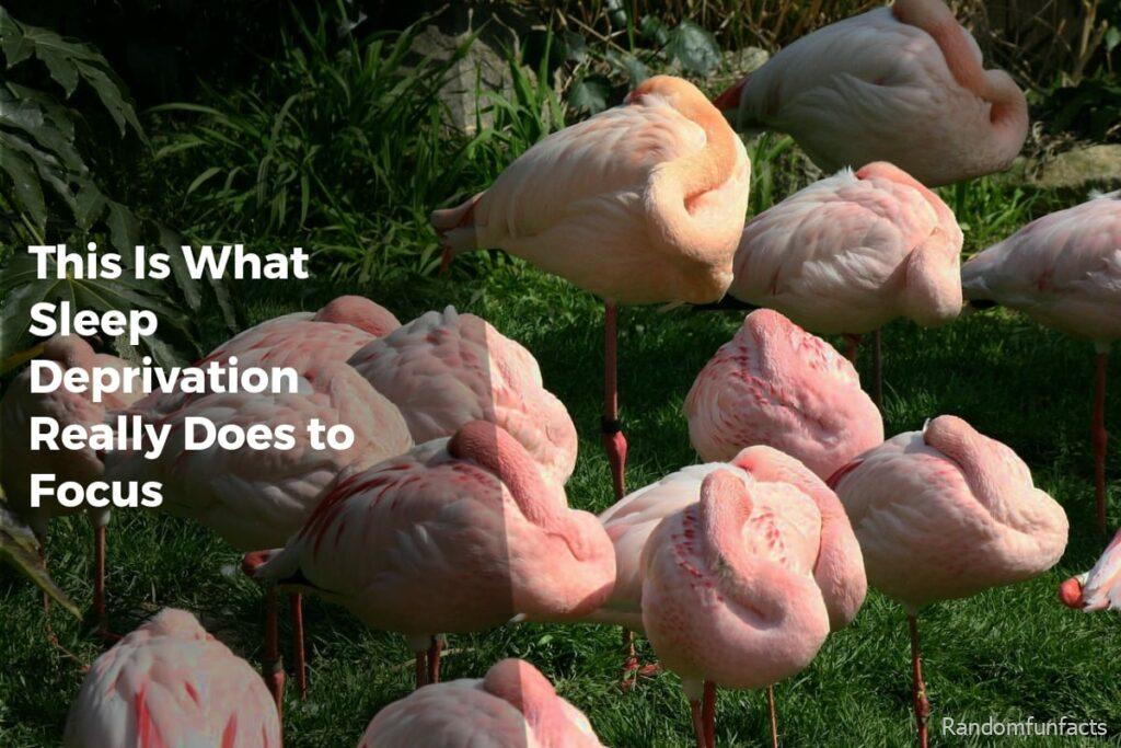 This Is What Sleep Deprivation Really Does to Focus - facts