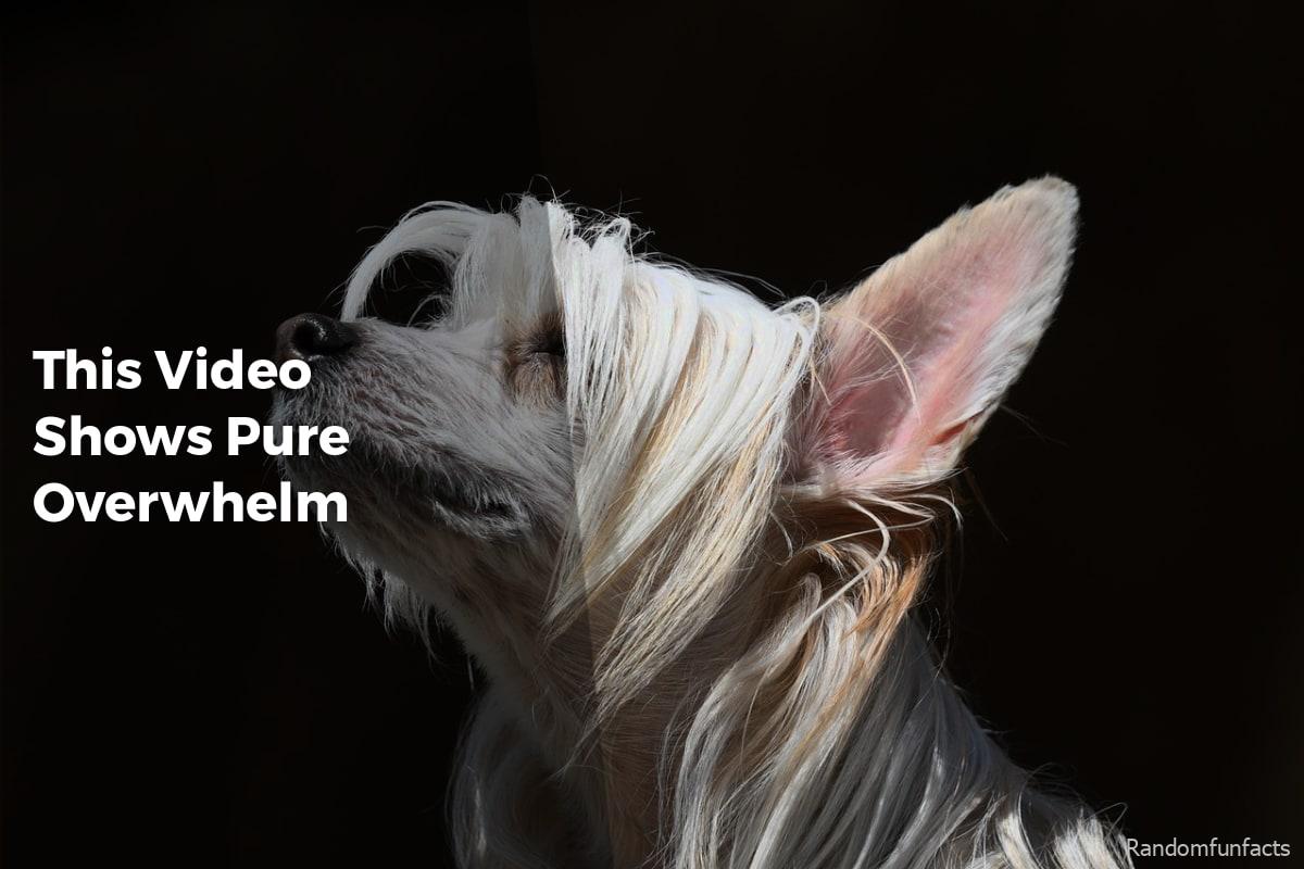 This Video Shows Pure Overwhelm - Facts