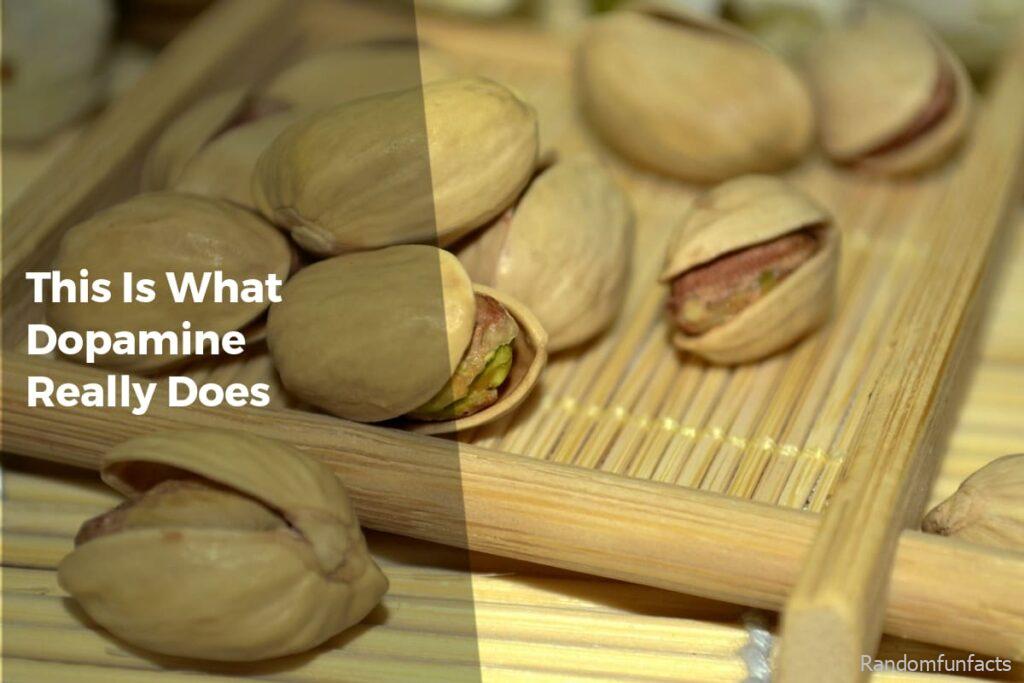 This Is What Dopamine Really Does - facts