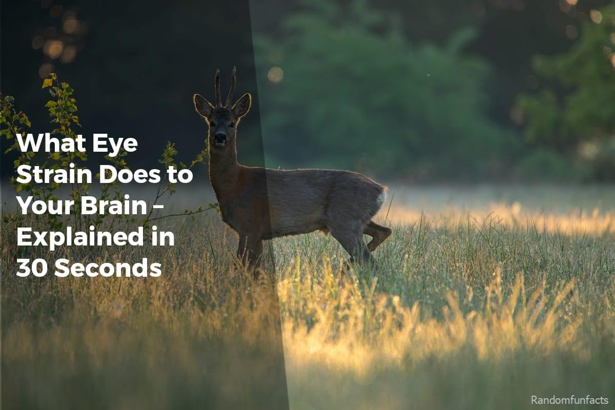 What Eye Strain Does to Your Brain – Explained in 30 Seconds - facts