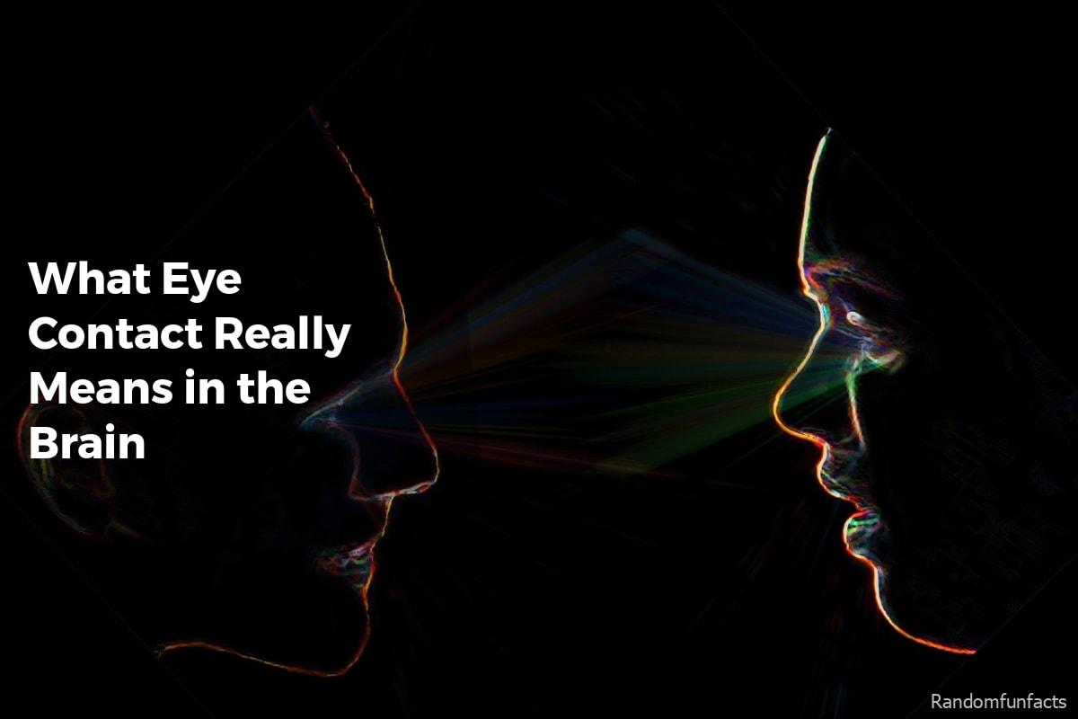 What Eye Contact Really Means in the Brain - facts