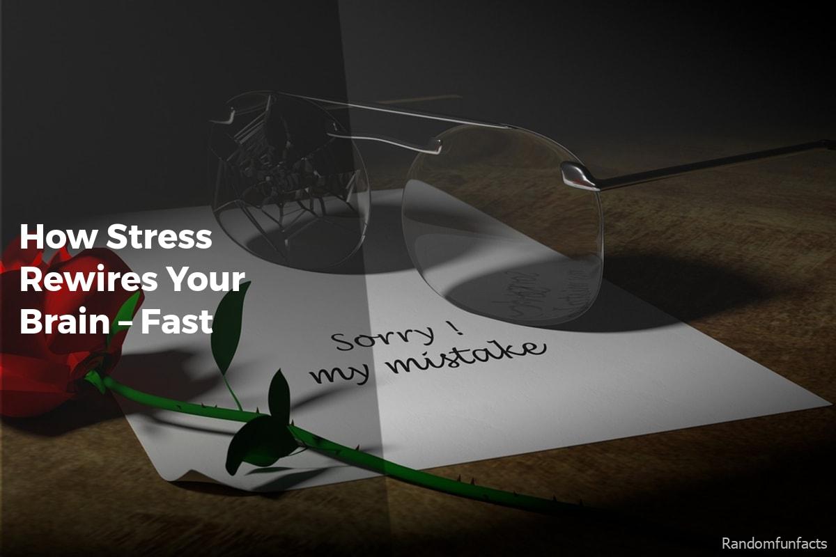 How Stress Rewires Your Brain – Fast - facts