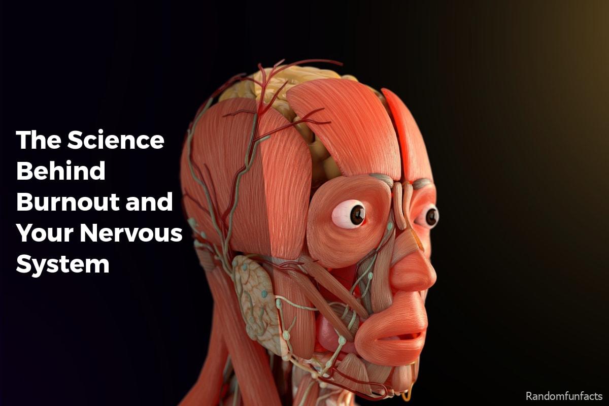 The Science Behind Burnout and Your Nervous System - facts